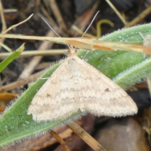 Scopula rubraria at QPRC LGA - 25 Nov 2023 07:59 AM