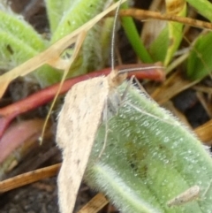 Scopula rubraria at QPRC LGA - 25 Nov 2023 07:59 AM