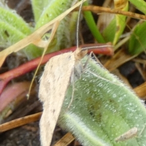 Scopula rubraria at QPRC LGA - 25 Nov 2023 07:59 AM