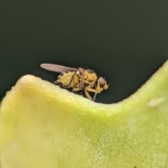 Chloropidae (family) (Frit fly) at Holder, ACT - 25 Nov 2023 by Miranda
