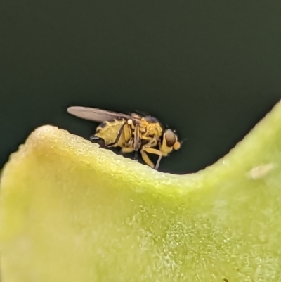 Chloropidae (family) (Frit fly) at Holder, ACT - 25 Nov 2023 by Miranda