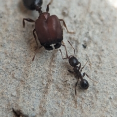 Pheidole sp. (genus) (Seed-harvesting ant) at Holder, ACT - 25 Nov 2023 by Miranda