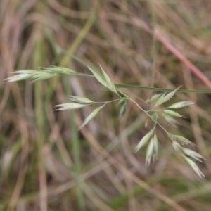 Rytidosperma sp. at Lyons, ACT - 24 Nov 2023