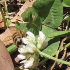 Apis mellifera (European honey bee) at Barton, ACT - 22 Nov 2023 by RobParnell
