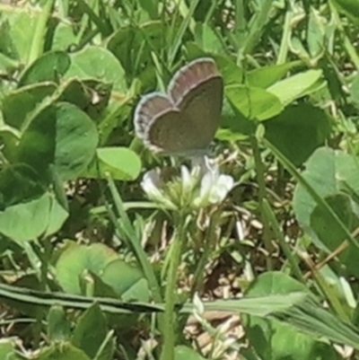 Zizina otis (Common Grass-Blue) at Telopea Park (TEL) - 22 Nov 2023 by RobParnell