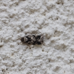 Barea eucapnodes (A Concealer moth (Barea Group)) at Lyons, ACT - 24 Nov 2023 by ran452