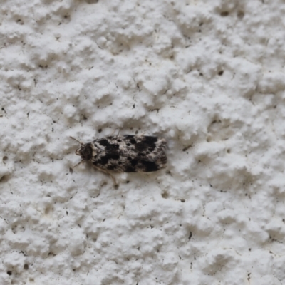Barea eucapnodes (A Concealer moth (Barea Group)) at Lyons, ACT - 24 Nov 2023 by ran452