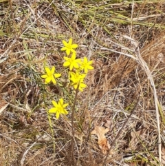 Tricoryne elatior (Yellow Rush Lily) at Ainslie, ACT - 25 Nov 2023 by annmhare