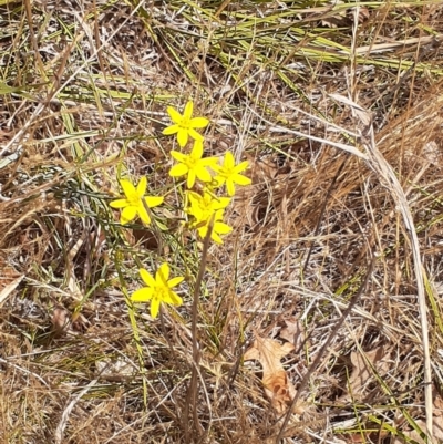 Tricoryne elatior (Yellow Rush Lily) at Ainslie, ACT - 25 Nov 2023 by annmhare