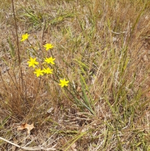 Tricoryne elatior at Ainslie, ACT - 25 Nov 2023