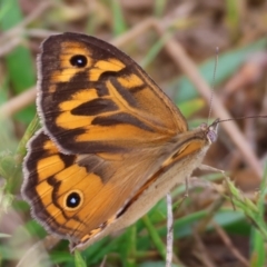 Heteronympha merope (Common Brown Butterfly) at WREN Reserves - 25 Nov 2023 by KylieWaldon