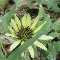 Lasioglossum sp. (genus) (Furrow Bee) at Telopea Park (TEL) - 22 Nov 2023 by RobParnell