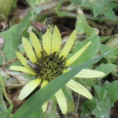 Lasioglossum sp. (genus) (Furrow Bee) at Barton, ACT - 22 Nov 2023 by RobParnell