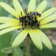 Lasioglossum sp. (genus) at Telopea Park (TEL) - 22 Nov 2023