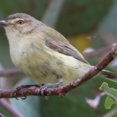 Smicrornis brevirostris (Weebill) at Wodonga, VIC - 24 Nov 2023 by KylieWaldon