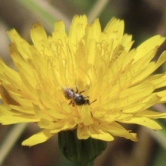 Lasioglossum (Chilalictus) sp. (genus & subgenus) (Halictid bee) at Barton, ACT - 22 Nov 2023 by RobParnell