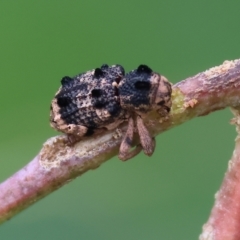 Aades cultratus (Weevil) at Wodonga - 24 Nov 2023 by KylieWaldon