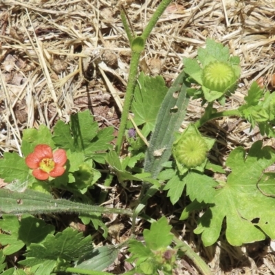 Modiola caroliniana (Red-flowered Mallow) at Telopea Park (TEL) - 22 Nov 2023 by RobParnell