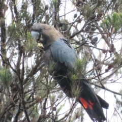 Calyptorhynchus lathami lathami (Glossy Black-Cockatoo) at Scott Nature Reserve - 25 Nov 2023 by BenW