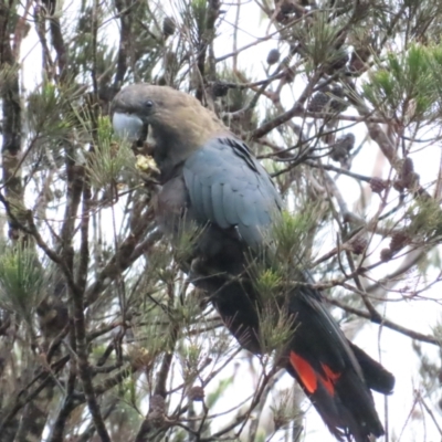 Calyptorhynchus lathami lathami (Glossy Black-Cockatoo) at Scott Nature Reserve - 25 Nov 2023 by BenW