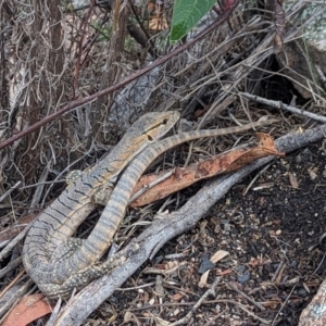 Varanus rosenbergi at Namadgi National Park - suppressed