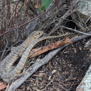 Varanus rosenbergi at Namadgi National Park - 25 Nov 2023