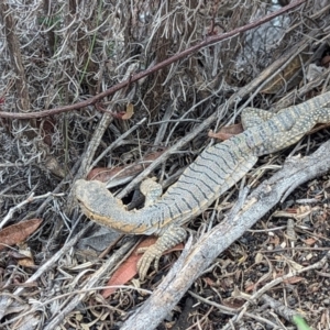 Varanus rosenbergi at Namadgi National Park - 25 Nov 2023