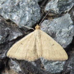 Scopula (genus) (A wave moth) at Narrabundah, ACT - 21 Nov 2023 by RobParnell