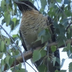 Eudynamys orientalis (Pacific Koel) at Narrabundah, ACT - 21 Nov 2023 by RobParnell