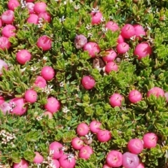 Pentachondra pumila (Carpet Heath) at Burrungubugge, NSW - 14 Feb 2019 by Steve818