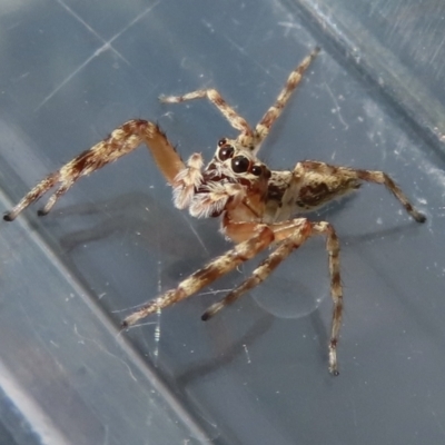 Helpis minitabunda (Threatening jumping spider) at Narrabundah, ACT - 21 Nov 2023 by RobParnell