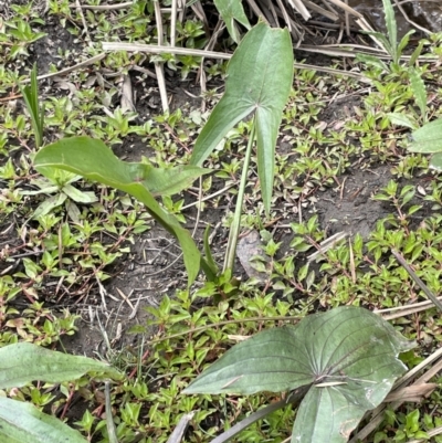 Sagittaria calycina (Arrowhead) at Wambrook, NSW - 23 Nov 2023 by JaneR