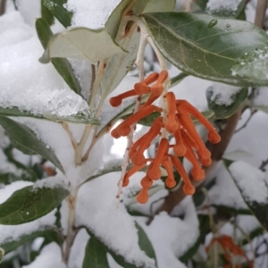 Grevillea victoriae at Kosciuszko National Park - 7 Aug 2018 03:25 PM