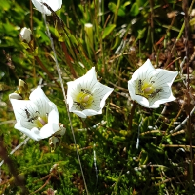 Gentianella muelleriana subsp. alpestris (Mueller's Snow-gentian) at Kosciuszko National Park - 13 Feb 2018 by Steve818