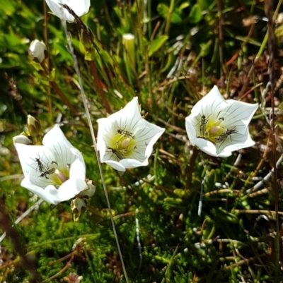 Gentianella muelleriana subsp. alpestris (Mueller's Snow-gentian) at Kosciuszko National Park - 12 Feb 2018 by Steve818