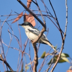 Lalage tricolor (White-winged Triller) at Brunswick Heads, NSW - 9 Nov 2023 by macmad