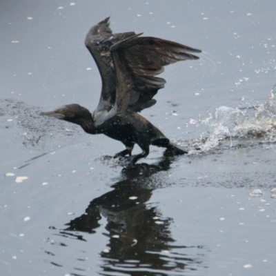 Phalacrocorax sulcirostris (Little Black Cormorant) at Brunswick Heads, NSW - 9 Nov 2023 by macmad