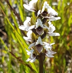 Paraprasophyllum alpestre (Mauve leek orchid) at Kosciuszko National Park - 13 Feb 2018 by Steve818