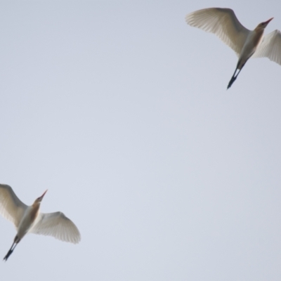 Bubulcus coromandus (Eastern Cattle Egret) at Brunswick Heads, NSW - 10 Nov 2023 by macmad