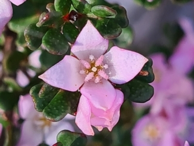 Boronia algida (Alpine Boronia) at Namadgi National Park - 10 Oct 2020 by Steve818