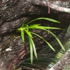 Cymbidium sp. (A Snake Orchid) at Brunswick Heads, NSW - 11 Nov 2023 by macmad