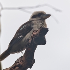 Dacelo novaeguineae (Laughing Kookaburra) at Brunswick Heads, NSW - 11 Nov 2023 by macmad