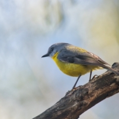 Eopsaltria australis (Eastern Yellow Robin) at Brunswick Heads, NSW - 10 Nov 2023 by macmad