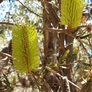 Banksia marginata at Namadgi National Park - 1 Mar 2019 01:30 PM