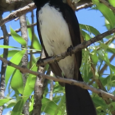 Rhipidura leucophrys (Willie Wagtail) at Griffith, ACT - 19 Nov 2023 by RobParnell