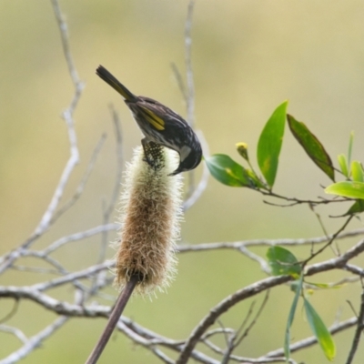 Phylidonyris niger (White-cheeked Honeyeater) at Brunswick Heads, NSW - 11 Nov 2023 by macmad