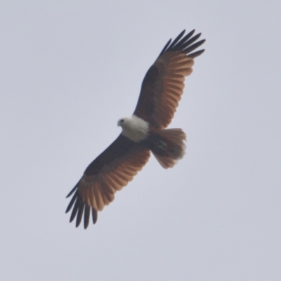 Haliastur indus (Brahminy Kite) at Brunswick Heads, NSW - 11 Nov 2023 by macmad