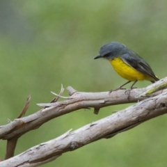 Eopsaltria australis (Eastern Yellow Robin) at Brunswick Heads, NSW - 13 Nov 2023 by macmad
