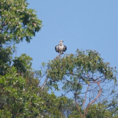 Pandion haliaetus (Osprey) at Brunswick Heads, NSW - 14 Nov 2023 by macmad