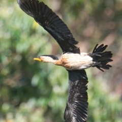 Microcarbo melanoleucos (Little Pied Cormorant) at Brunswick Heads, NSW - 14 Nov 2023 by macmad